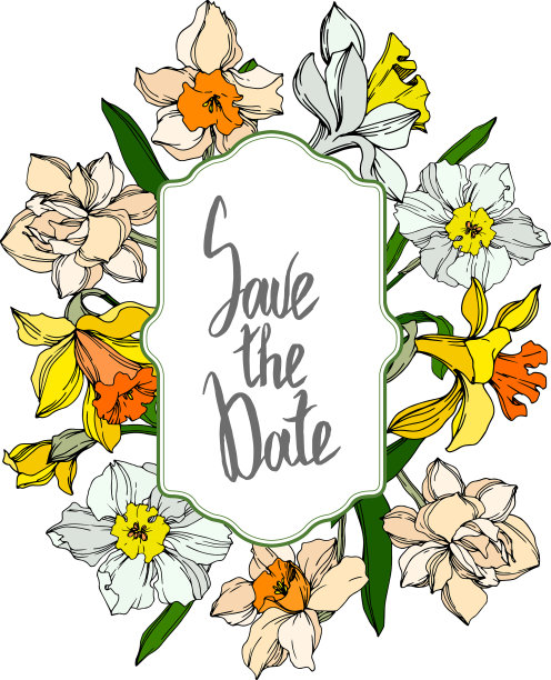 水仙花，植物花，黑白相间图片下载