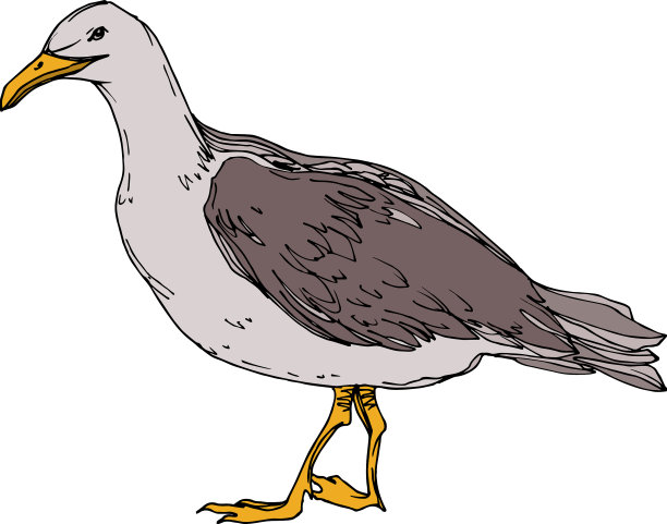 天空的鸟海鸥在野生动物黑白图片下载