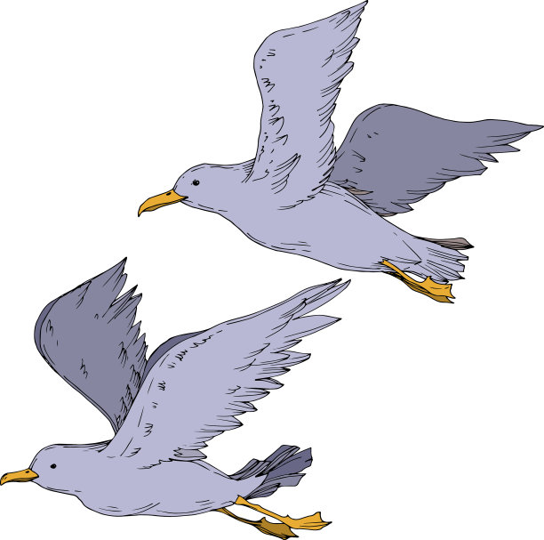 天空鸟海鸥孤立黑白图片下载