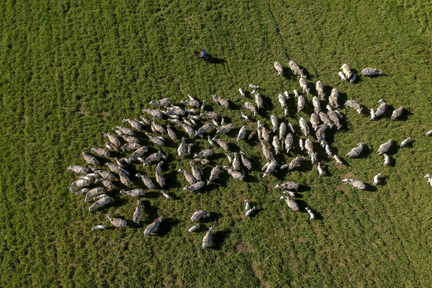 绿色牧场上尼罗勒牛群的俯视图图片下载