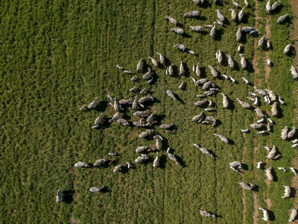 绿色牧场上尼罗勒牛群的俯视图图片下载