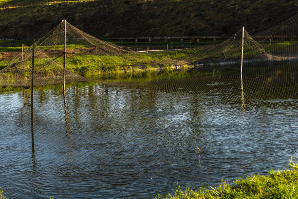 养鱼场用来饲养罗非鱼的鱼缸图片下载