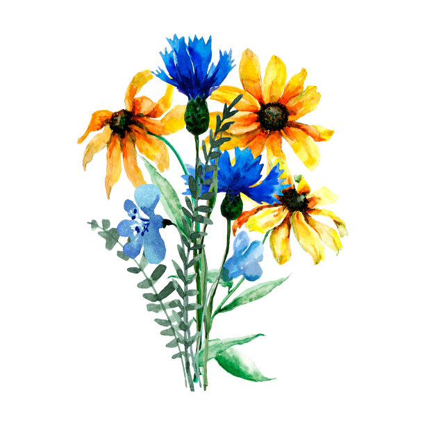 一束野花黄色的雏菊，蓝色的矢车菊，绿色的草甸。手绘水彩白色背景祝贺，婚礼邀请，卡片，印刷，横幅，包装。图片下载