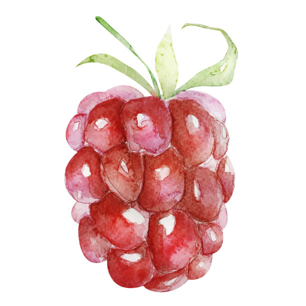 覆盆子成熟多汁浆果矢量模仿水彩图片下载