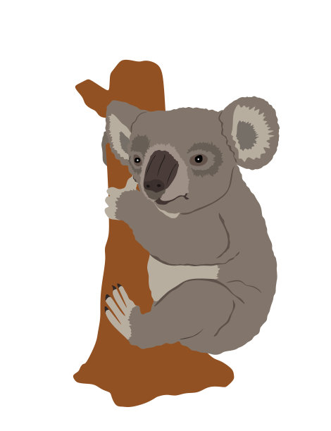 有袋动物熊考拉孤立图片下载