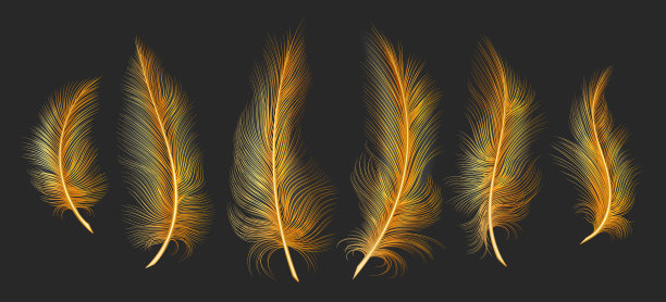 黄金轻羽毛图片下载