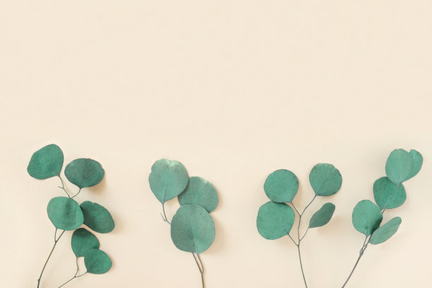 米色背景上的桉树枝。文本。绿色的桉树叶子孤立在中性色。植物的布局。水平横幅模型。尤加利甘尼银滴。平铺俯视图图片下载