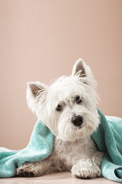 可爱的西部高地白梗狗洗澡后。狗裹在毛巾里。宠物美容的概念。副本的空间。文本的地方图片下载