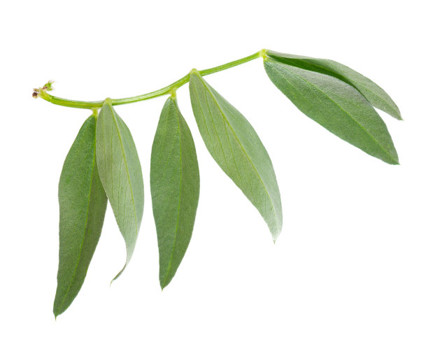 白底蚕豆的新鲜绿叶。前视图。图片下载