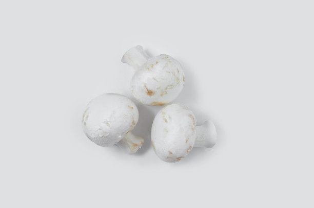 蘑菇蘑菇特写。白色背景。图片下载