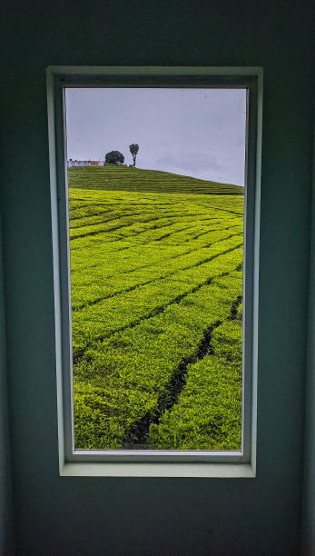 透过窗户看到的天然茶树景观图片下载