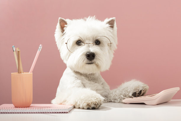 西部高地白梗犬，在电脑前工作图片下载