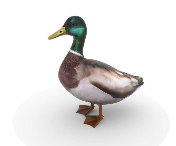 3d新风格的鸭子图片下载