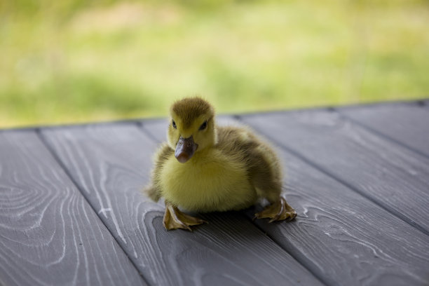 小鸭子在木板上。模糊的背景。图片下载