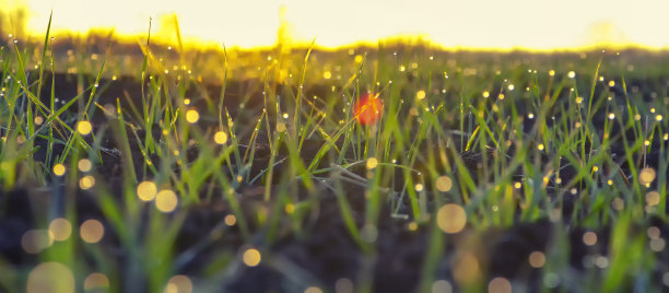 模糊的照片。嫩芽大麦的叶子在灿烂明亮的阳光下发芽，露珠落在发芽的谷物上。图片下载