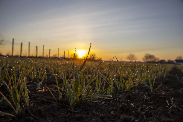 模糊的照片。嫩芽大麦的叶子在灿烂明亮的阳光下发芽，露珠落在发芽的谷物上。图片下载