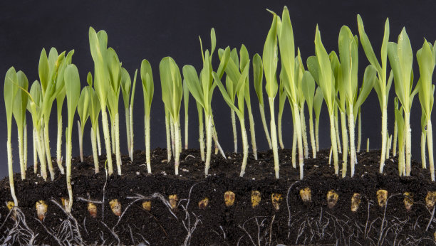 有根的幼玉米的芽。植物的生长。图片下载