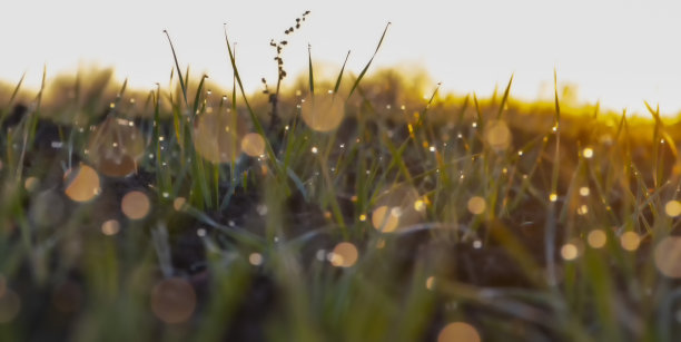 模糊的照片。嫩芽大麦的叶子在灿烂明亮的阳光下发芽，露珠落在发芽的谷物上。图片下载