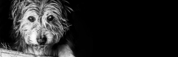 又老又乱又瞎的狗。横幅与地方的文字和黑色背景。治疗动物和犬类疾病的概念。副本的空间。图片下载