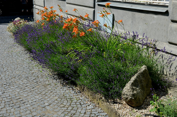 郁郁葱葱的花坛以鼠尾草蓝色和紫色的花朵结合黄色观赏草郁郁葱葱的绿色多年生草原花坛在城市中，顶，俯瞰图片下载