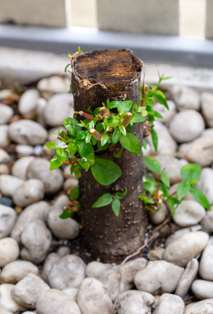 雨后的树桩上长出了嫩芽。图片下载