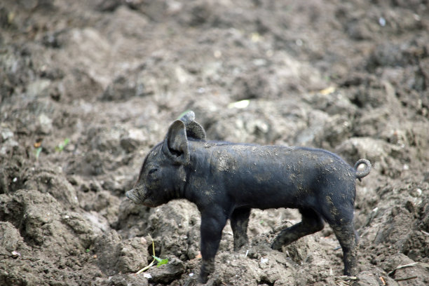 泥地里的黑小猪图片下载