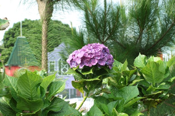 紫色绣球花盛开图片下载