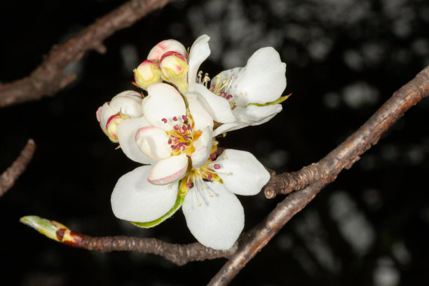 苹果花花图片下载