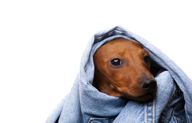 图片狗牛仔裤白色背景图片下载