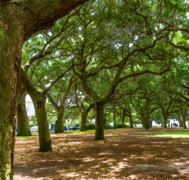 查尔斯顿橡树插画图片下载