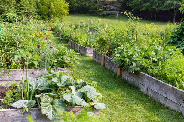 当地公园的菜园。社区花园图片下载