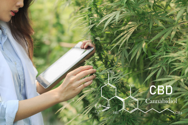 研究人员在大麻领域工作，他们正在检查植物。大麻CBD元素中的大麻素图片下载