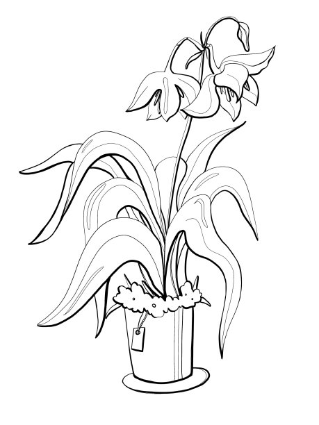 素描黑色轮廓简约的植物盆栽植物eucharis亚马逊百合盛开的元素在白色背景图片下载