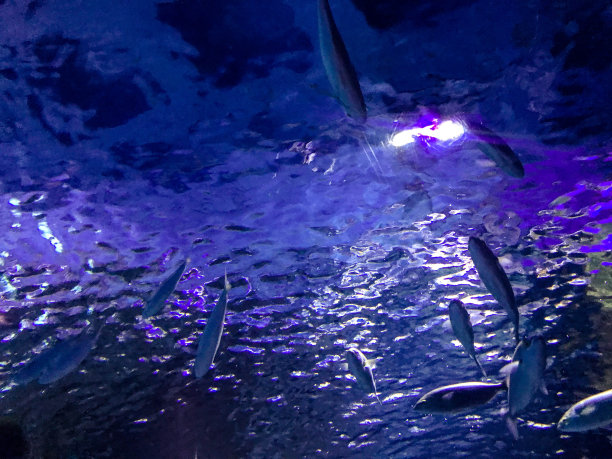 鱼缸里的水生海洋动物、珊瑚和植物图片下载