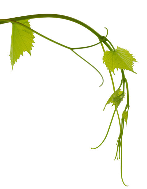 在白色背景上孤立的葡萄藤分枝。葡萄葡萄。嫩卷须和葡萄藤。春天。绿色植物图片下载