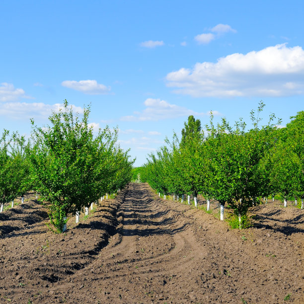 幼小的樱桃果园。春天的风景。图片下载