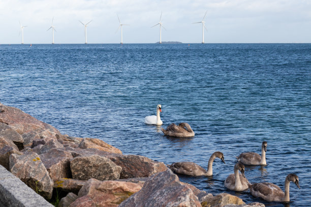 在美丽的自然景观中，海上有成群的天鹅和风力发电机。图片下载