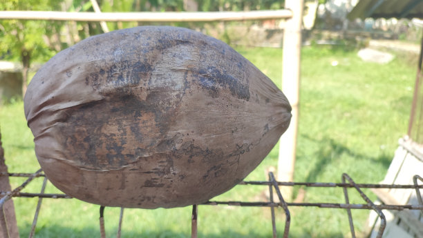 干椰子果图片下载