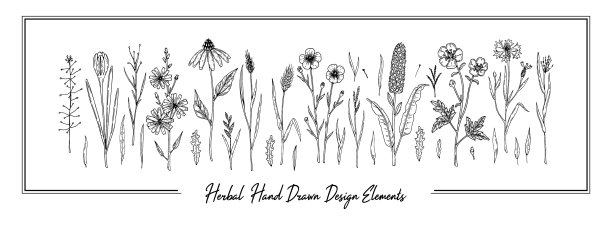 一套手画草甸花孤立上图片下载