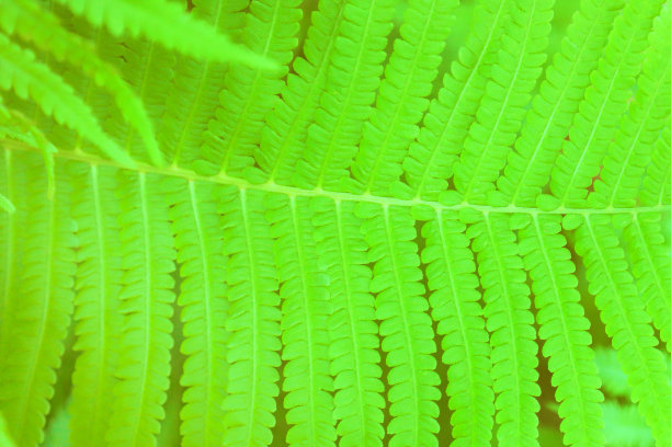绿色鸵鸟蕨叶的特写图片下载