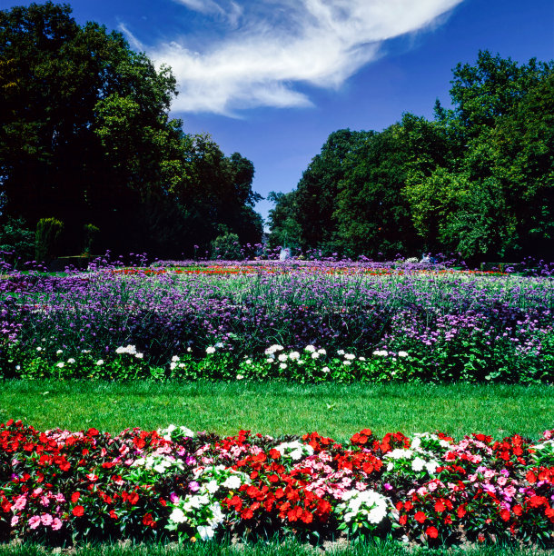 瑞士日内瓦市立公园的鲜花图片下载