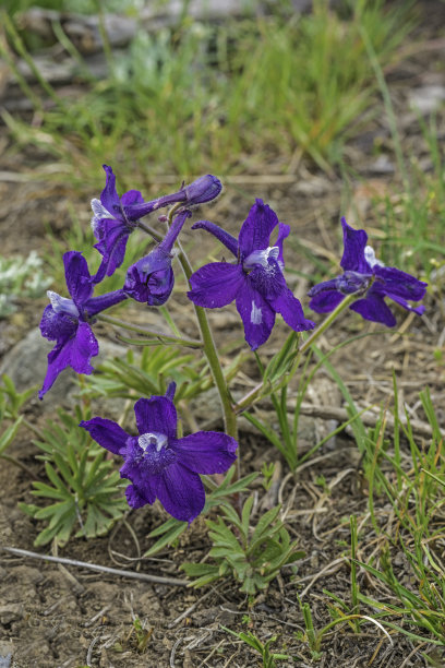 飞燕草(Delphinium nuttallianum)是飞燕草的一种，俗称二叶飞燕、纳托尔飞燕和纳尔逊飞燕。黄石国家公园图片下载