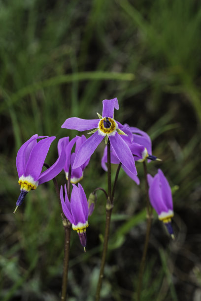 少花报春花(Primula pauciflora)或十二香报春花(Dodecatheon pulchellum)，俗称漂亮流星、少花流星、暗喉流星和草原流星。黄石国家公园，怀俄明州。图片下载