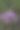 少花报春花(Primula pauciflora)或十二香报春花(Dodecatheon pulchellum)，俗称漂亮流星、少花流星、暗喉流星和草原流星。黄石国家公园，怀俄明州。图片下载