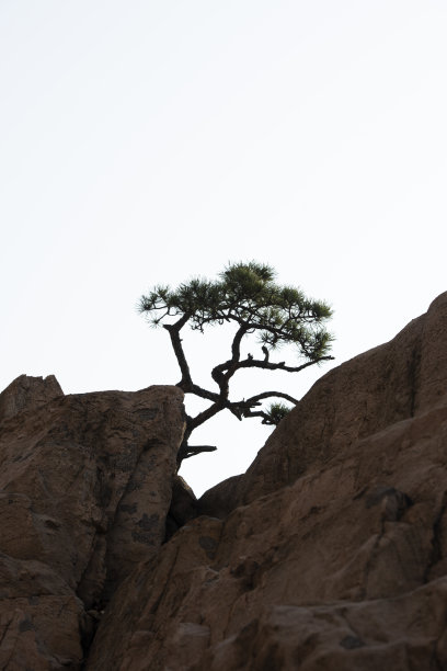 白色背景上的松树和岩石图片下载