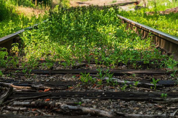 通过森林地区的杂草丛生的铁路的特写图片下载