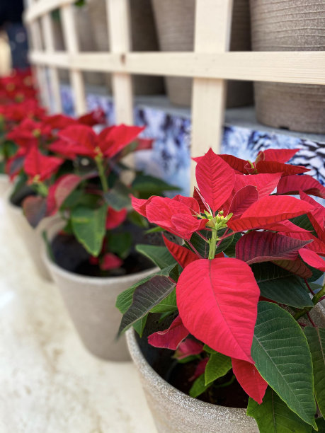 一品红植物(大戟)行特写图像与红色苞片作为百货公司的圣诞节季节展示的一部分，重点放在前景图片下载