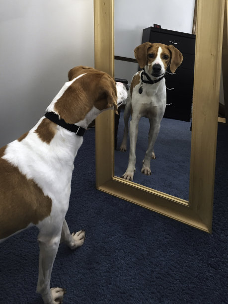 看上去不错图片下载