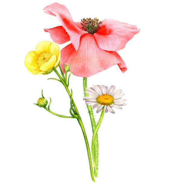 水彩画花束图片下载