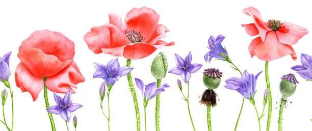 水彩画红色的罂粟花图片下载